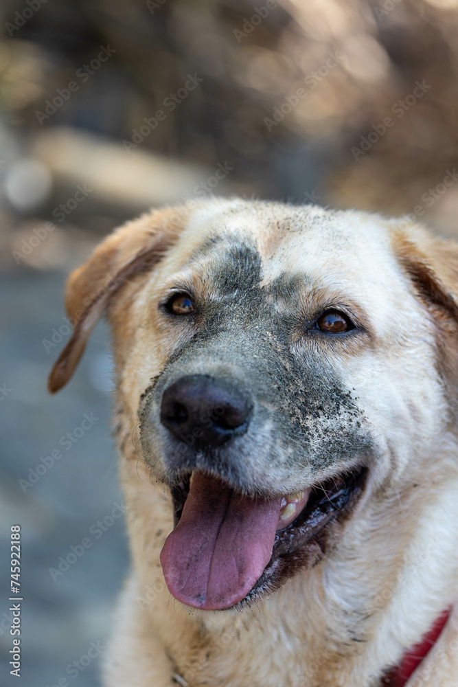 labrador dog with sand stained face