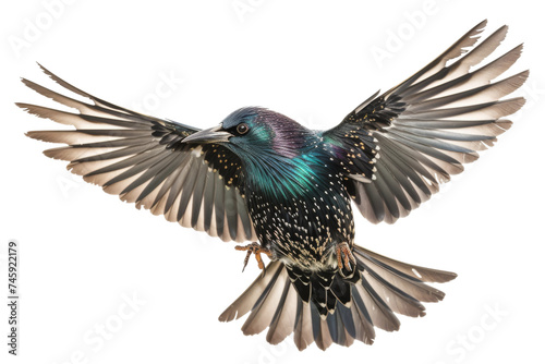 Starling isolated on transparent background