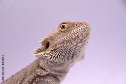 close up of a bearded dragon