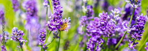 Fotografie Spring lavender flowers under sunlight
