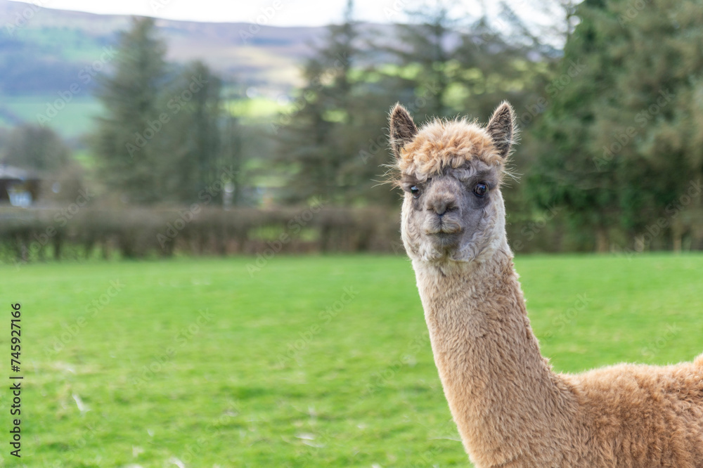 portrait of an alpaca