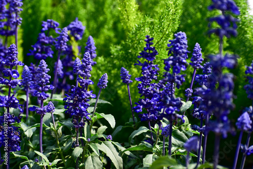 Close-up of the Salvia  purple flowers in the garden with sunlight.  Blue and purple salvia in bloom. Flower and nature background. Flower and plant.