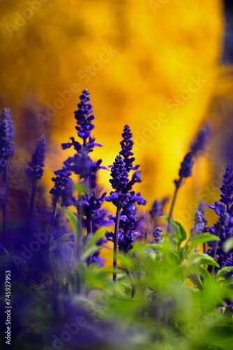 Close-up of the Salvia, purple flowers in the garden with sunlight. Blue and purple salvia in bloom. Flower and nature background. Flower and plant.