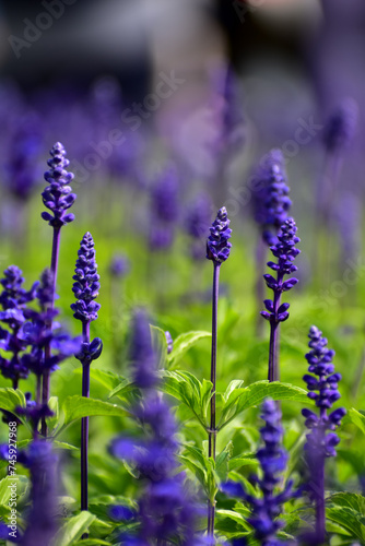 Close-up of the Salvia, purple flowers in the garden with sunlight. Blue and purple salvia in bloom. Flower and nature background. Flower and plant.