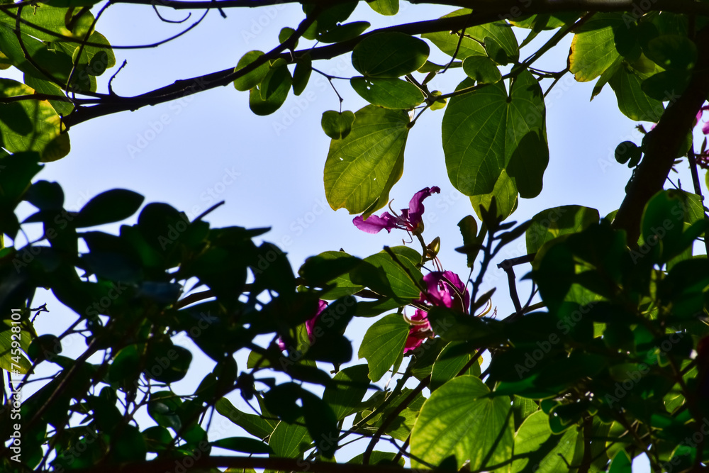 Wild flowers and grass in the rural. Flower and plant. Wild flowers and grass in the rural. Flower and plant.