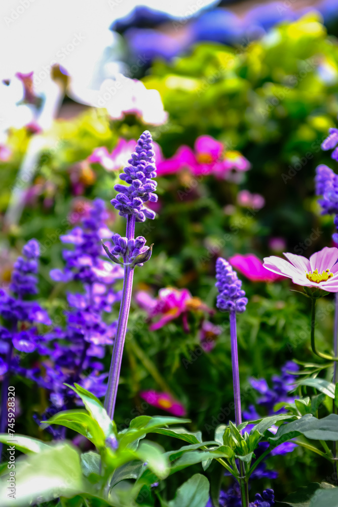 Fototapeta premium Close-up of the Salvia, purple flowers in the garden with sunlight. Blue and purple salvia in bloom. Flower and nature background. Flower and plant.