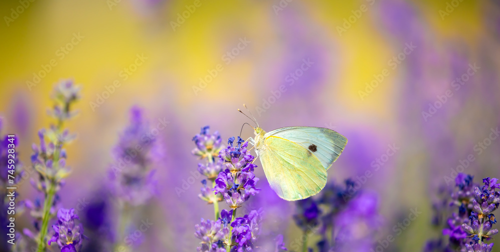 Fototapeta premium Butterflies on spring lavender flowers under sunlight. Beautiful landscape of nature with a panoramic view. Hi spring. long banner