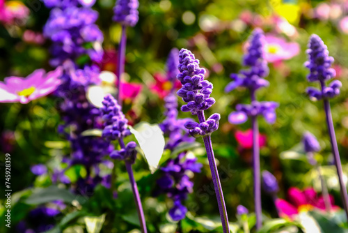 Fototapeta Naklejka Na Ścianę i Meble -  Close-up of the Salvia, purple flowers in the garden with sunlight.  Blue and purple salvia in bloom. Flower and nature background. Flower and plant.