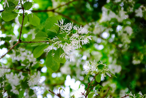 Close-up of Chionanthus retusus (Chinese Fringe Tree) with sunlight. Flower and plant. Nature background. photo