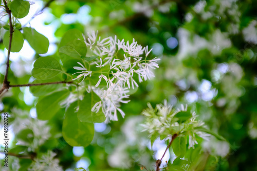 Close-up of Chionanthus retusus (Chinese Fringe Tree) with sunlight. Flower and plant. Nature background.