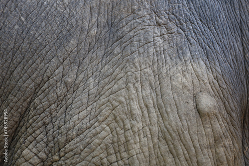 Close up The elephant Skin is big wildlift animal for texture and pattern skin © pumppump