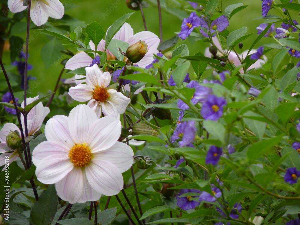 Fleurs blanches au printemps Fleurs blanches au printemps