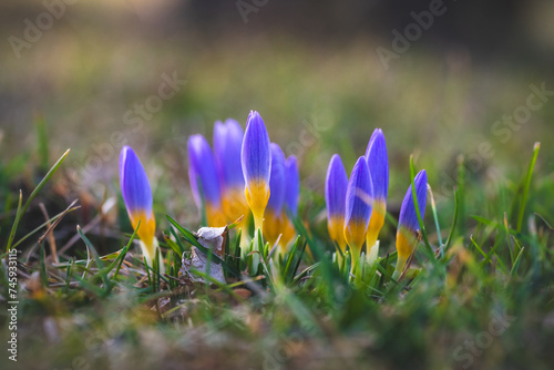 Blue-yellow crocuses sprout from the green meadow as the first signs of spring. Finally spring