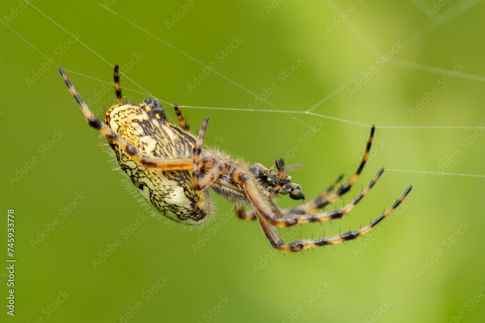 Fototapeta premium Pająk, Kołyśnik wielobarwny