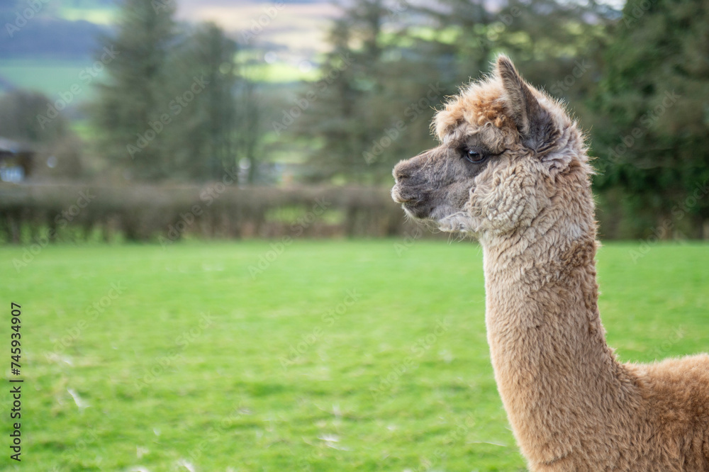 alpaca in the countryside