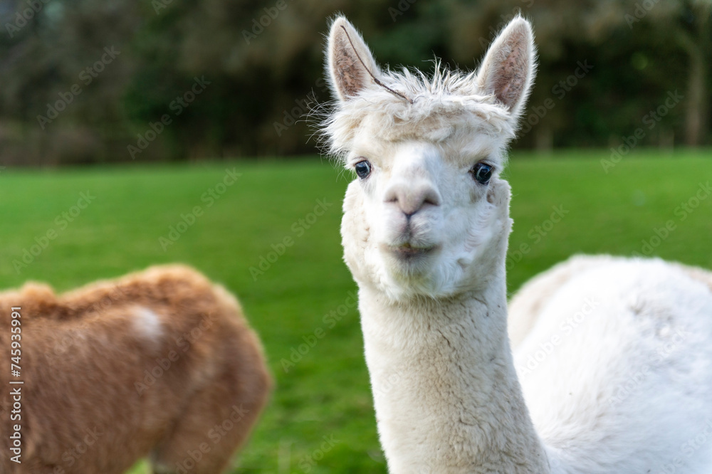 Obraz premium close up of a white alpaca
