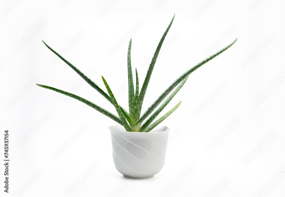 Aloe Vera plant on a white background.