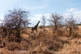 Tarangire, Tanzania, October 23, 2023. Giraffe feeding on leaves from a tree.Tarangire,