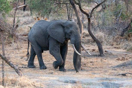 Tarangire  Tanzania  October 24  2023. Elephant walking in the park.