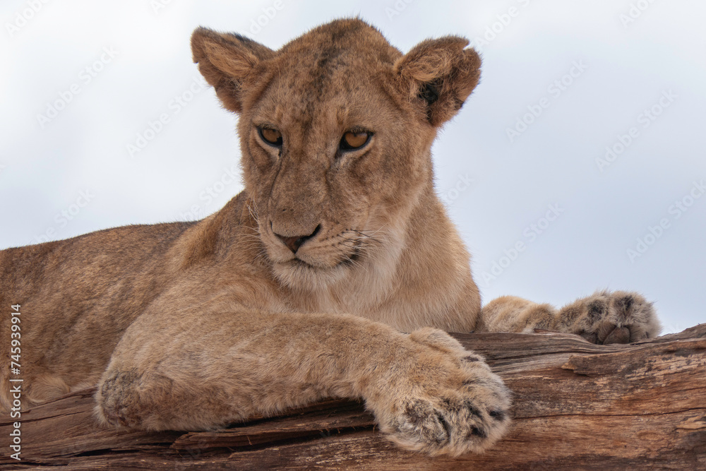Tarangire, Tanzania, October 24, 2023. lion cub napping in a tree