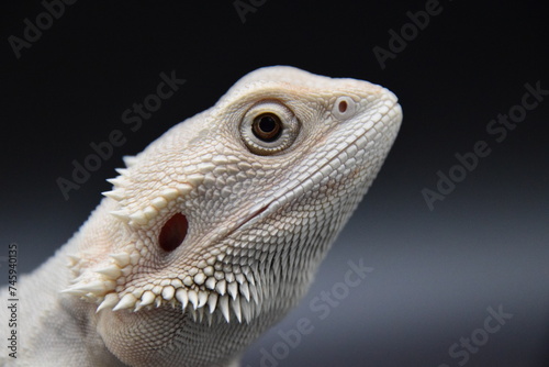 White Bearded Dragon photo