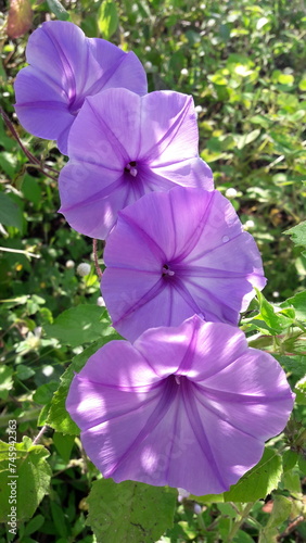flower in the garden (ID: 745942363)