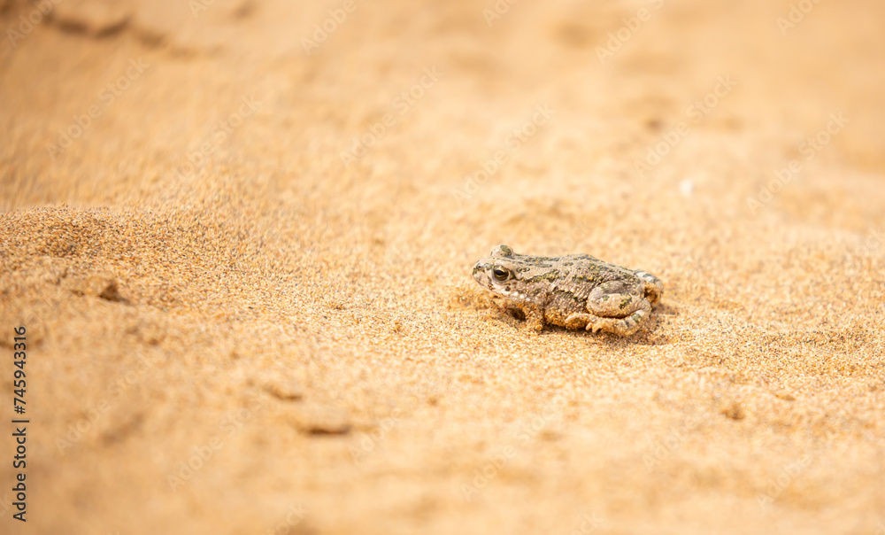 The frog sits on the sand on the shore of the lake. Beautiful wildlife landscape with place for text. The concept of protecting wildlife and ecology.