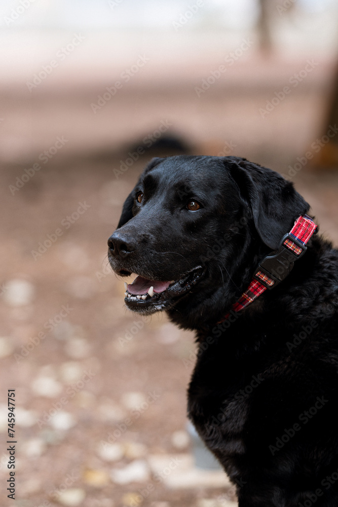 Close-up portrait of a black Labrador in a red collar. Dog looks at the camera