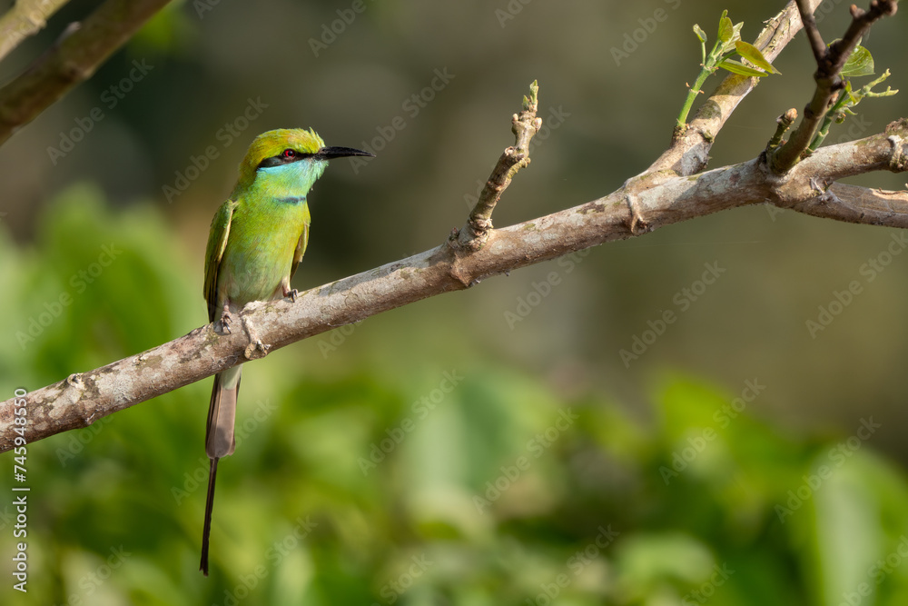 Obraz premium Little Green Bee-eater - Merops orientalis, beautiful colored bee-eater from South Asian forests and bushes, Nagarahole Tiger Reserve, India.