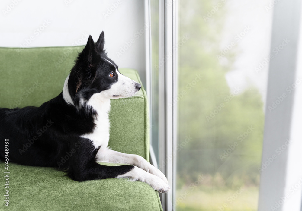A black and white border collie lies on a green sofa and looks carefully out the window. The dog is bored at home near the window and is waiting for someone to go for a walk with it - obrazy, fototapety, plakaty 