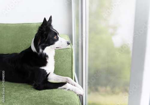A black and white border collie lies on a green sofa and looks carefully out the window. The dog is bored at home near the window and is waiting for someone to go for a walk with it photo
