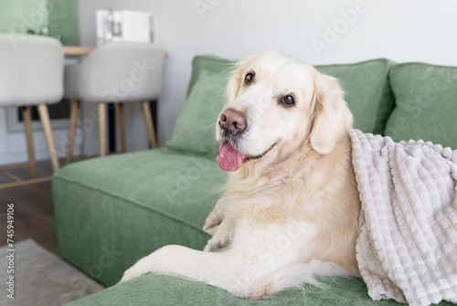 Close-up portrait of a happy golden retriever lying on a green sofa and looking back at the camera. Dog at home