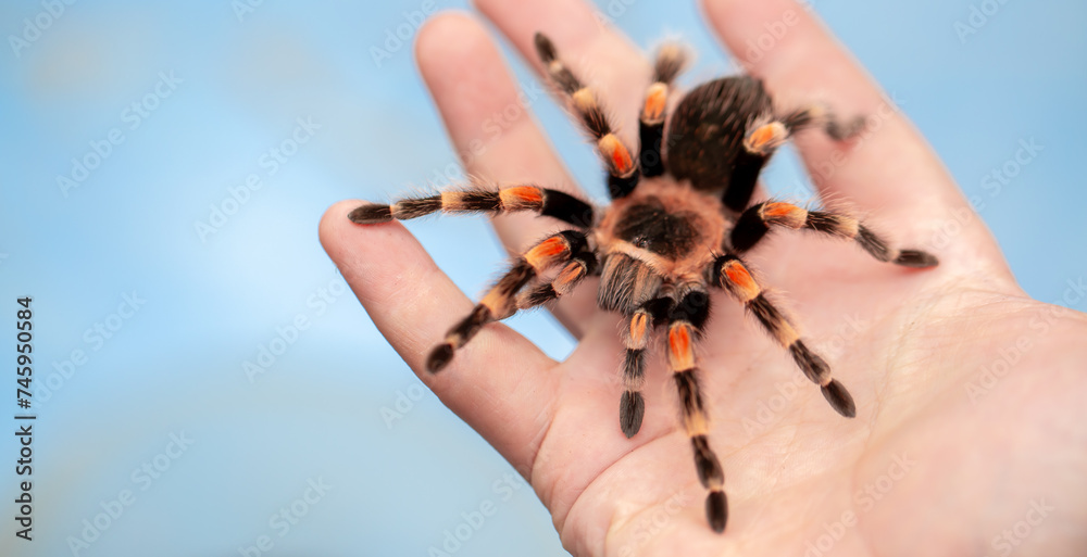 Tarantula spider on a man's hand close up. Tarantula spider as a pet.