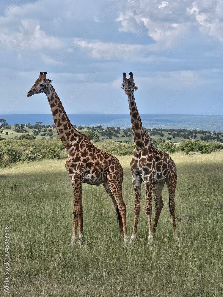 Fototapeta premium giraffes in the savannah