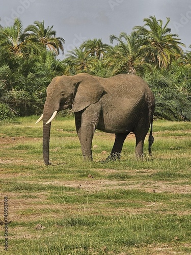 Photography elephants in the wild