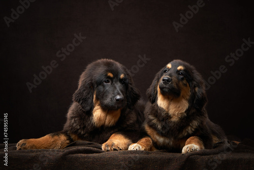 Two Tibetan Mastiff puppies exhibit their fluffy coats and watchful eyes against a dark backdrop. Dog in studio photo