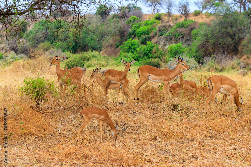 Herd of impalas (Aepyceros melampus) in Tarangire National Park, Tanzania Herd of impalas (Aepyceros melampus) in Tarangire National Park, Tanzania