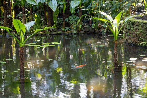 Pond with fish at the Big Island Botanical Garden  Hawaii.