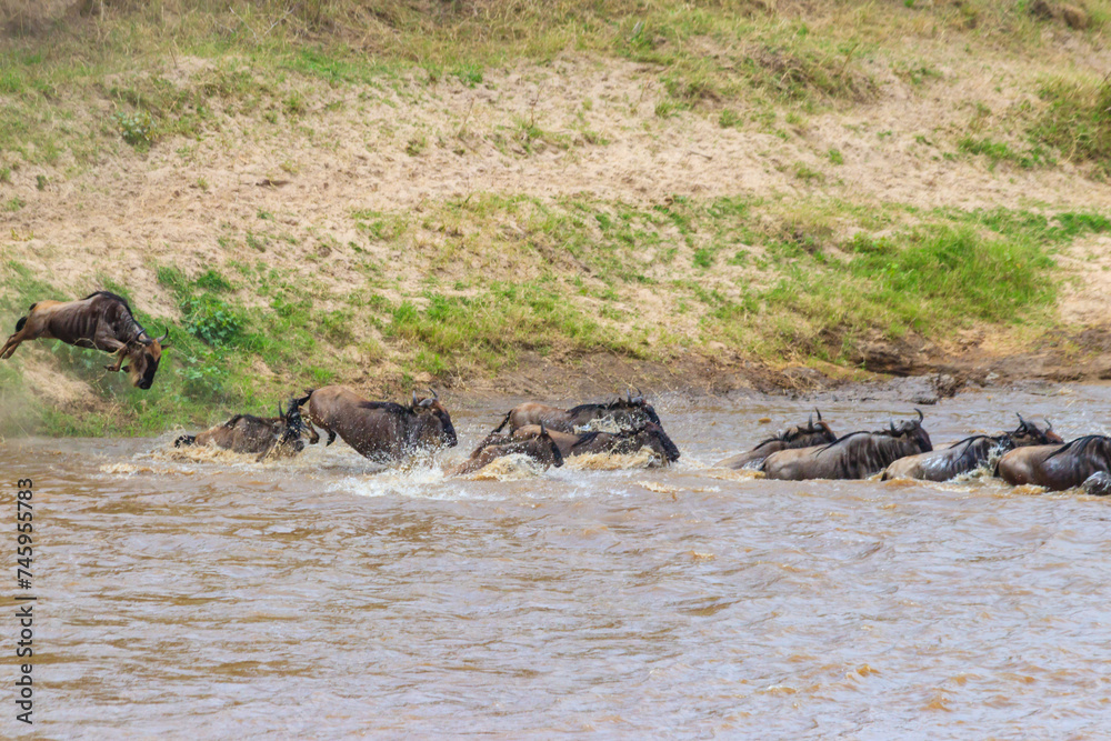 Wildebeest crossing the Mara river in Serengeti national park, Tanzania. Great migration Wildebeest crossing the Mara river in Serengeti national park, Tanzania. Great migration