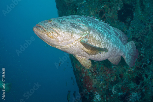 Goliath Groupers, Scuba diving West Palm Beach and Jupiter Florida