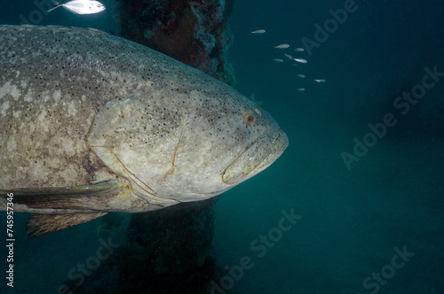 Scuba Diving West Palm Beach and Jupiter Florida. Goliath Grouper, sharks, morays, underwater pictures