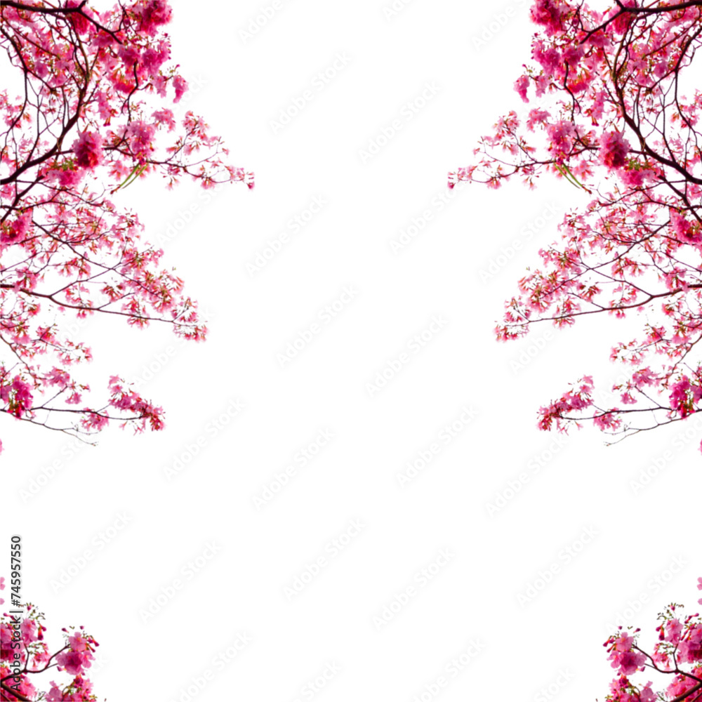 Pink cherry blossom branch isolated 