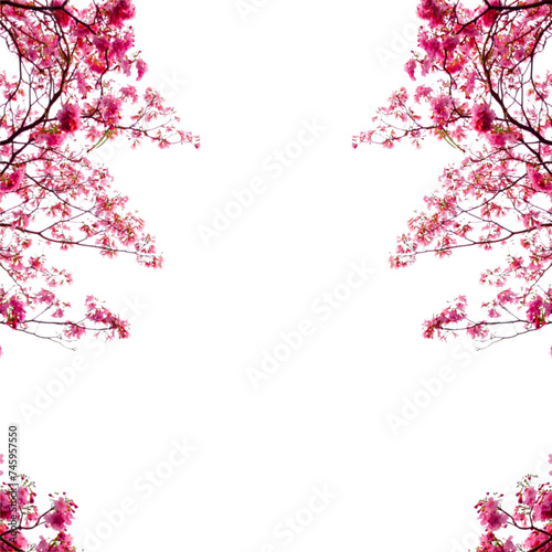 Pink cherry blossom branch isolated  © Pencile Art Design