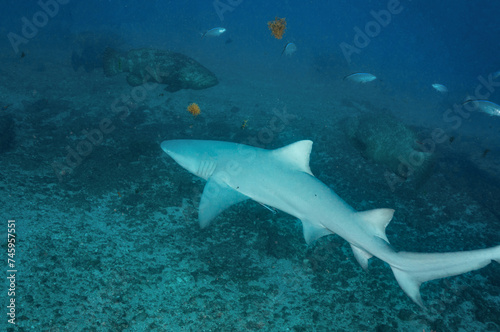 Scuba Diving West Palm Beach and Jupiter Florida. Goliath Grouper, sharks, morays, underwater pictures   © Richard