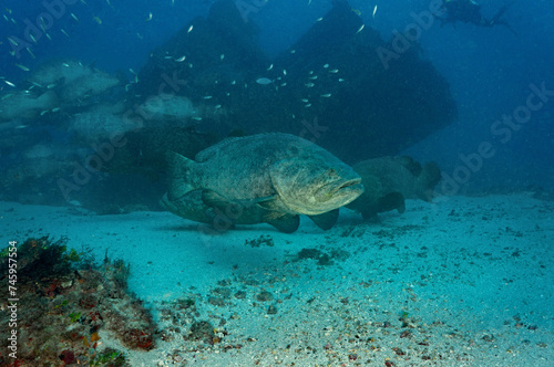 Scuba Diving West Palm Beach and Jupiter Florida. Goliath Grouper, sharks, morays, underwater pictures

