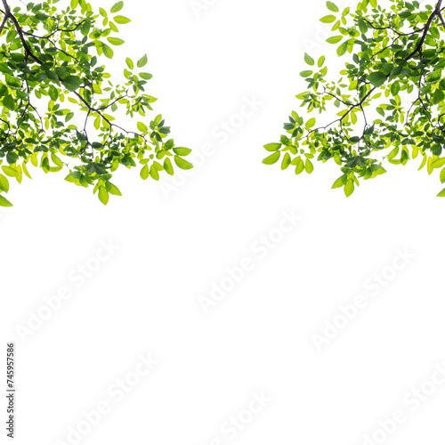 Natural leaves isolated on white background png 