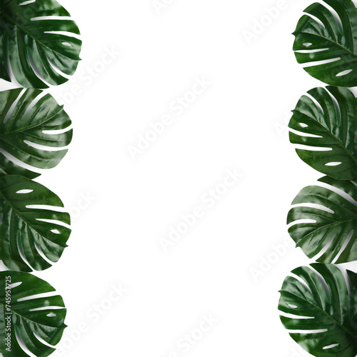 Monstera leaves isolated on white background png