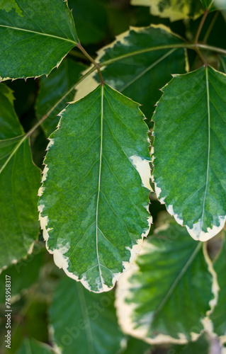 Detail of green leaf of Polyscias plant.