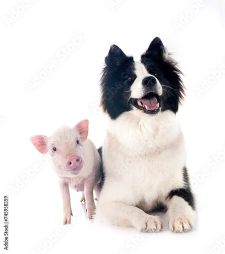 Fototapeta Naklejka Na Ścianę i Meble -  miniature pig and dog in studio