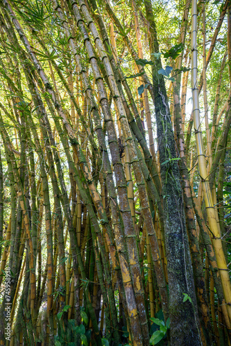 Vertical view of bamboo cluster in the rainforest of the Big Island of Hawaii.